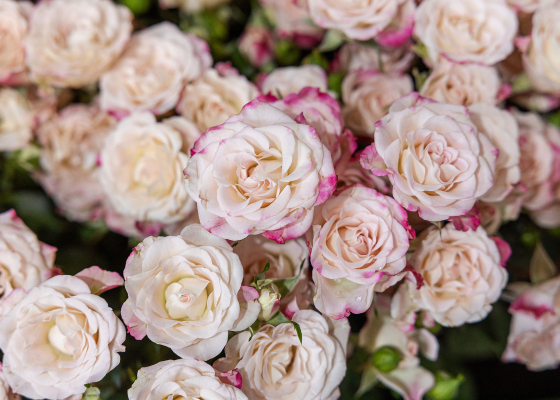 Почем День влюбленных на одесском Привозе: ажиотажа меньше, а хит сезона — французская роза (фоторепортаж)